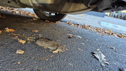 Rattus rattus observed 2026-10-27