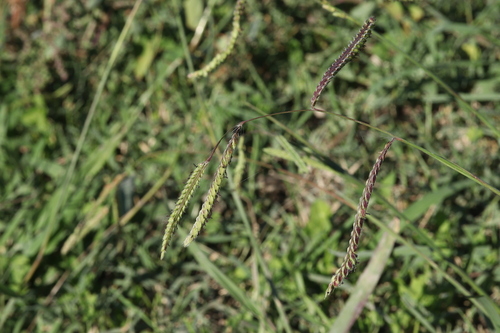 Paspalum dilatatum observed 2026-10-27