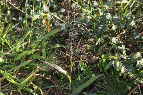 Panicum capillare observed 2026-10-27