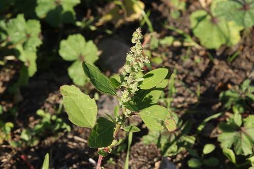 Atriplex observed 2026-10-27