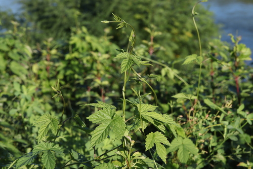 Humulus lupulus, 2026-10-27