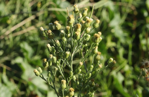 Erigeron bonariensis observed 2026-10-27