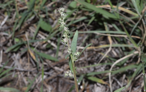 Atriplex observed 2026-10-27