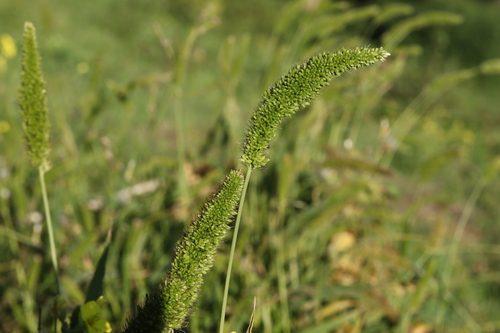 Arenaria, 2026-10-27