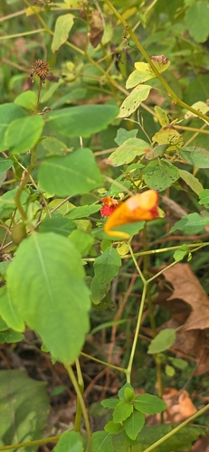 Impatiens observed 2026-10-27