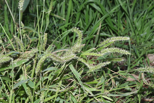 Setaria verticillata observed 2026-10-27