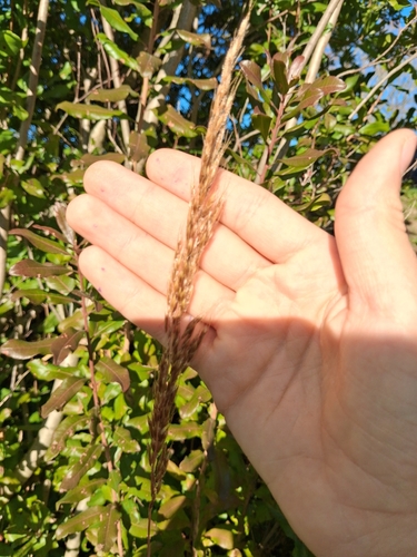 Digitaria observed 2026-10-27
