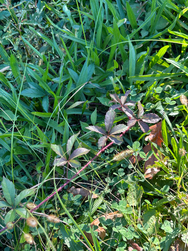 Rubus observed 2026-10-27