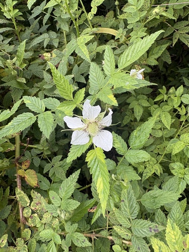Rubus rosifolius observed 2026-10-27