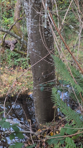 Alnus, 2026-10-27