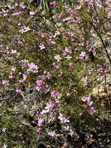 Boronia observed 2026-10-26
