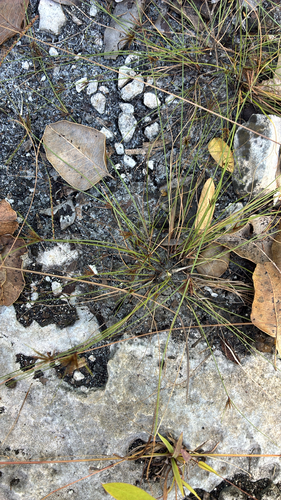 Cyperus observed 2026-10-27
