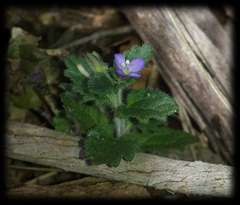 Veronica calycina
