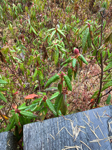 Rhododendron observed 2026-10-27