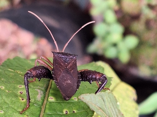 Acanthocephala observed 2026-10-27