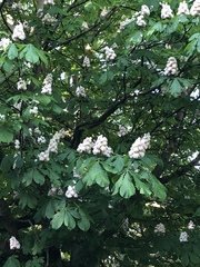 Aesculus hippocastanum