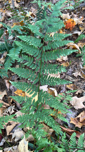 Dryopteris carthusiana observed 2026-10-27