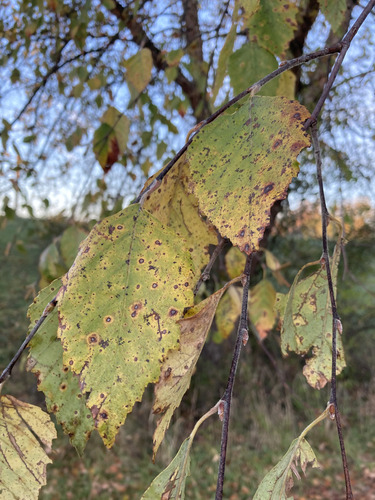Betula nigra, 2026-10-26