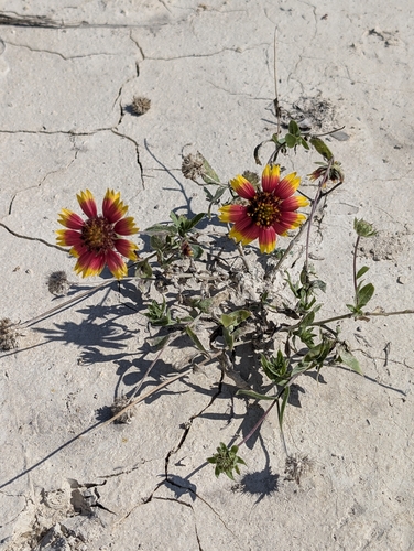 Gaillardia pulchella observed 2026-10-27