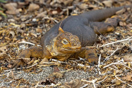 Conolophus subcristatus, 2026-10-22