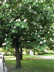 Aesculus hippocastanum