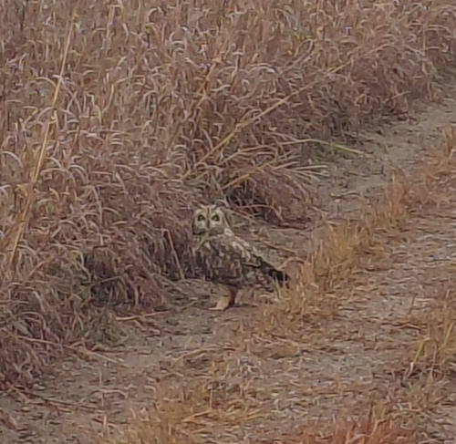 Asio flammeus observed 2026-10-27