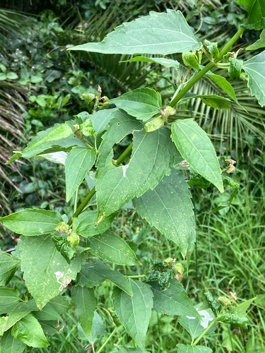 Chromolaena odorata observed 2026-10-26
