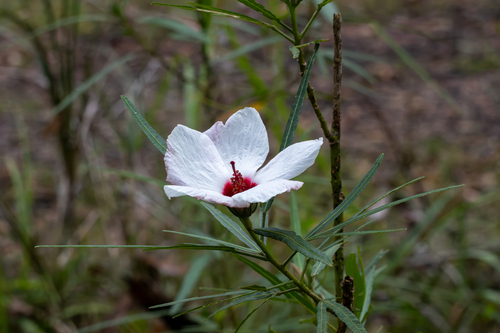Hibiscus heterophyllus observed 2026-10-22