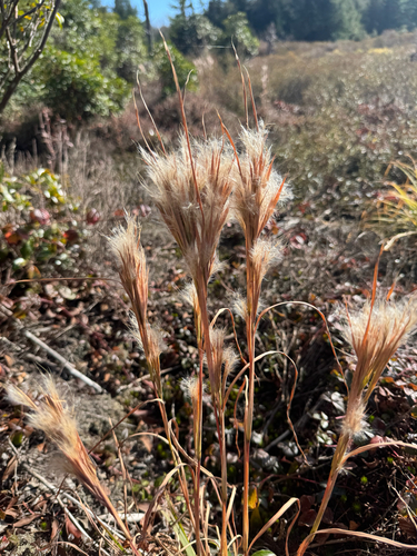 Andropogon glomeratus observed 2026-10-24