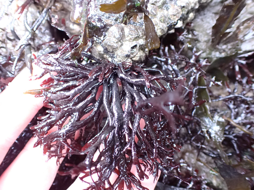 Mastocarpus stellatus observed 2026-10-26