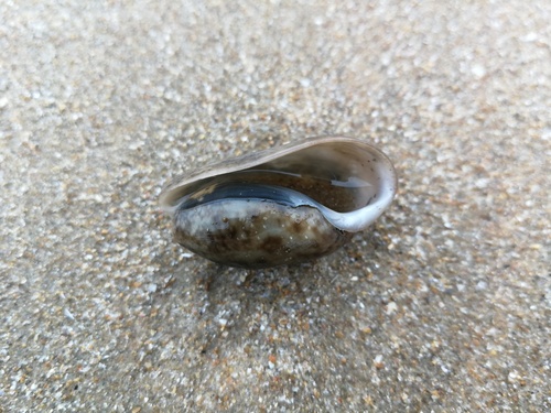 Bulla striata, 2026-10-27