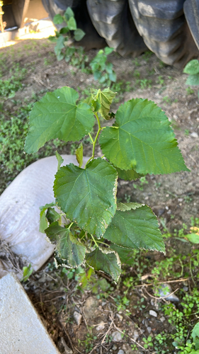Morus alba observed 2026-10-27