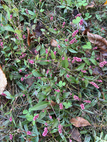 Persicaria longiseta observed 2026-10-27