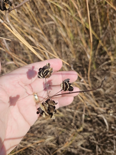 Acacia observed 2026-10-27
