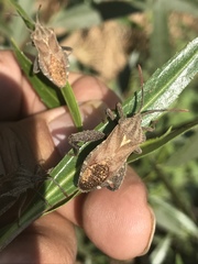 Piezogaster indecorus