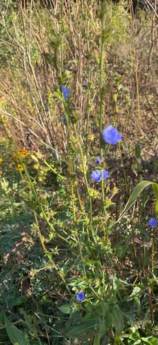 Cichorium intybus observed 2026-10-27