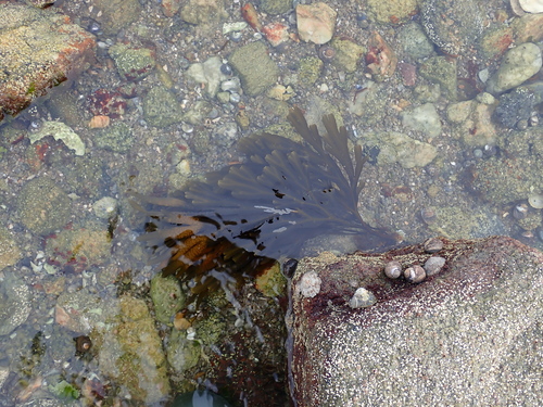 Fucus serratus observed 2026-10-27