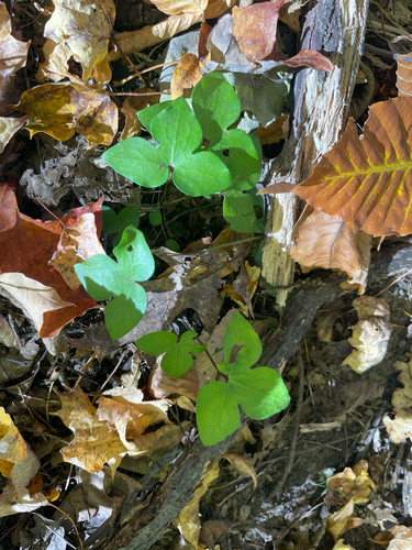 Hepaticae observed 2026-10-27