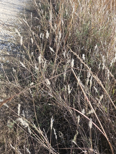 Bothriochloa, 2026-10-27