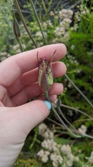 Calochortus weedii intermedius