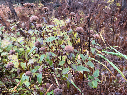 Monarda fistulosa observed 2026-10-27