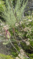 Calochortus weedii intermedius