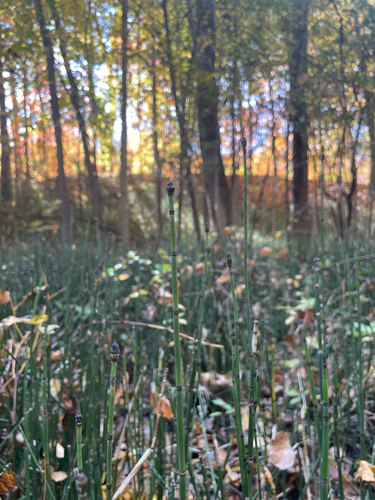 Equisetum hyemale observed 2026-10-27