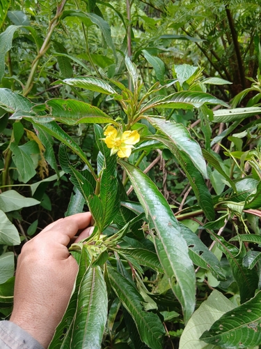Ludwigia observed 2026-10-27