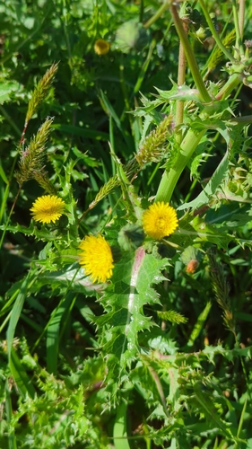 Sonchus observed 2026-10-28