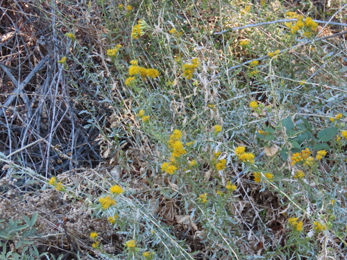 Haplopappus, 2026-10-26