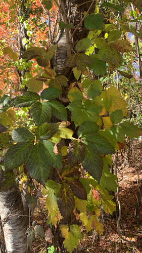 Cissus observed 2026-10-27
