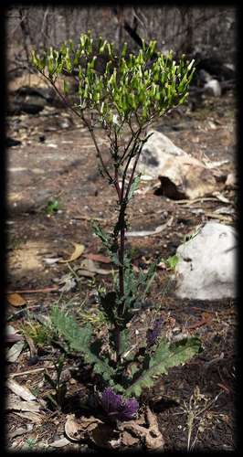 Image of Senecio picridioides by (c) Russell Best, some rights reserved (CC BY)
