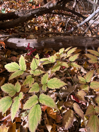 Actaea observed 2026-10-27