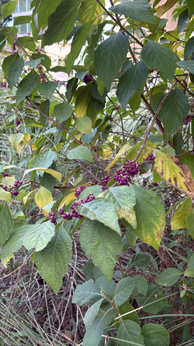 Callicarpa observed 2026-10-27